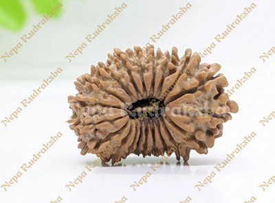 20 Mukhi Rudraksha