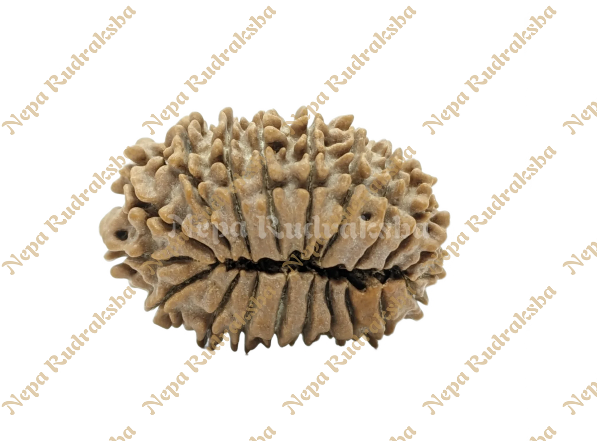 20 Mukhi Rudraksha