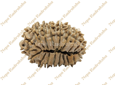 20 Mukhi Rudraksha
