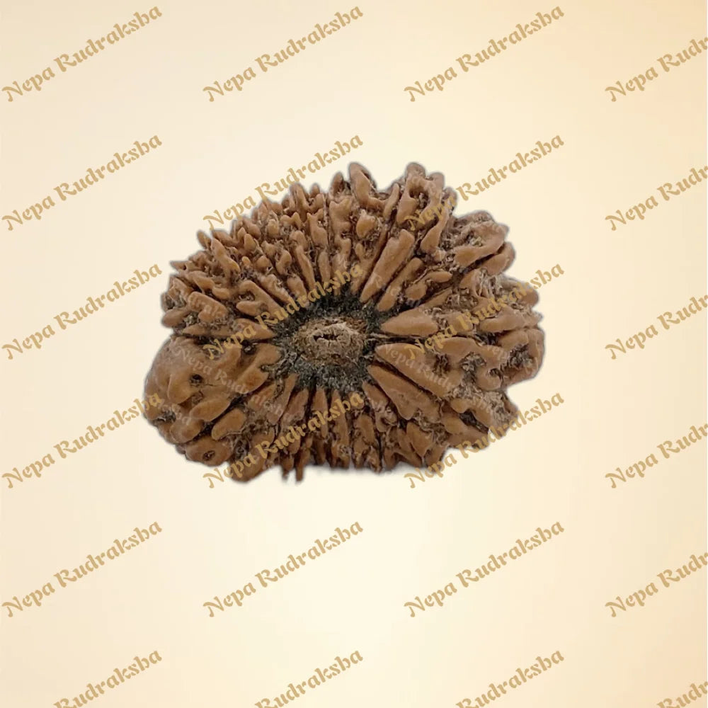 20 Mukhi (Collector - 2636)