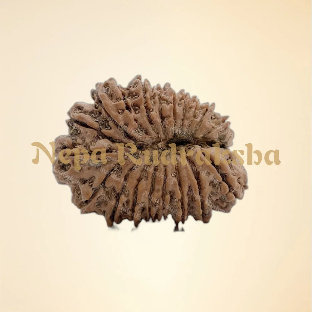 20 Mukhi (Collector - 2636)