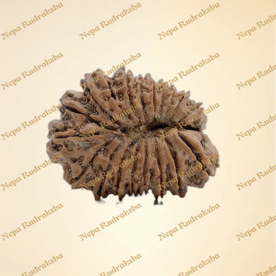 20 Mukhi (Collector - 2636)