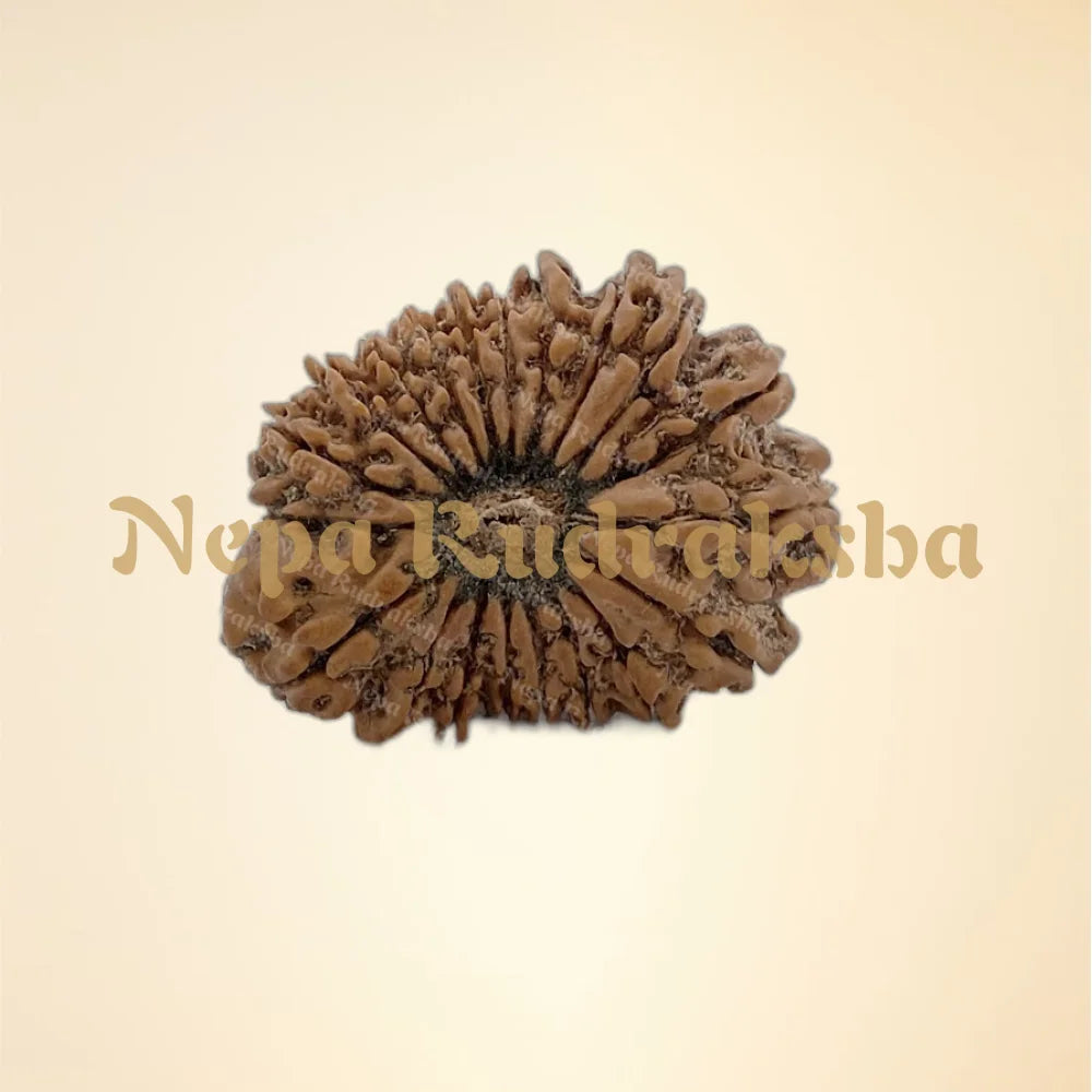 20 Mukhi (Collector - 2636)