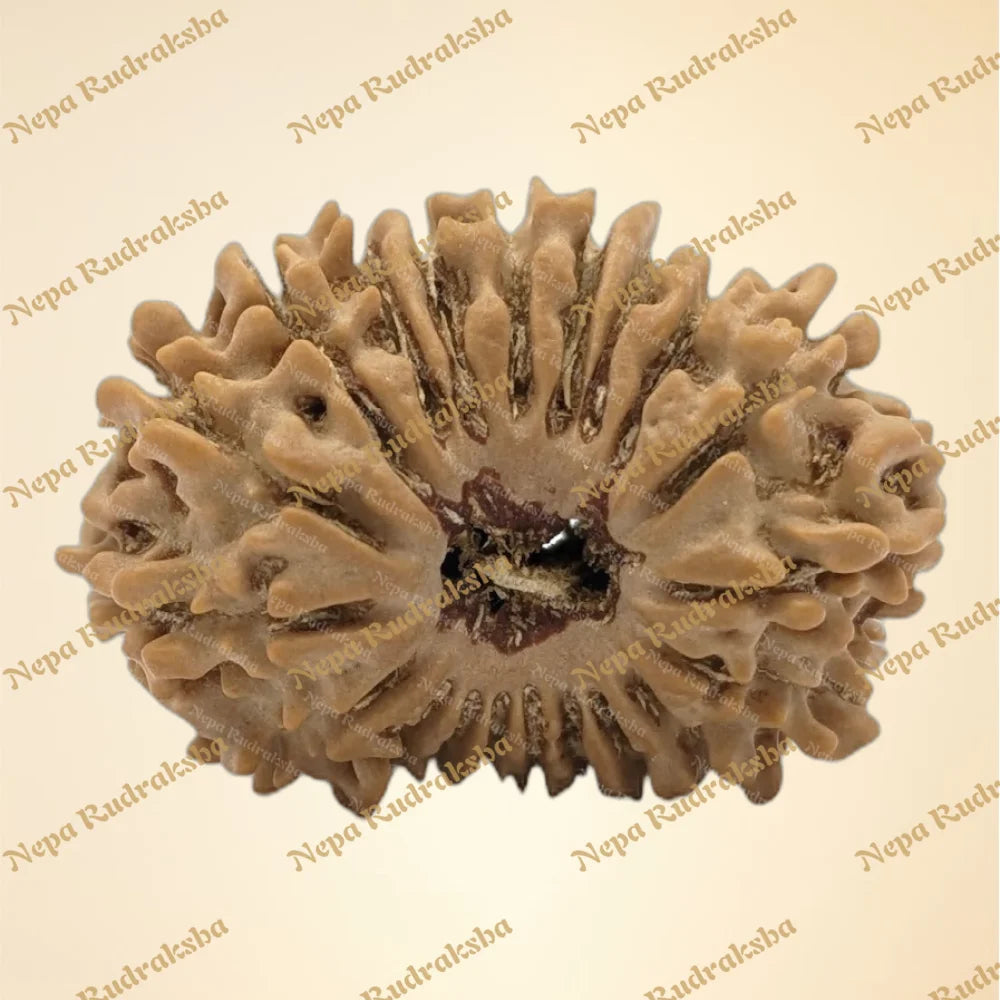 20 Mukhi (Medium - 6306)