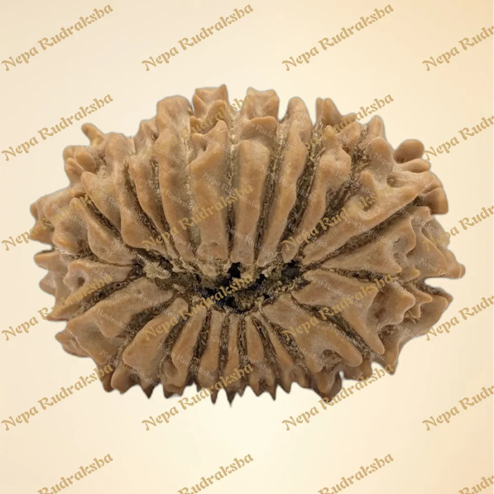 20 Mukhi (Medium - 6306)