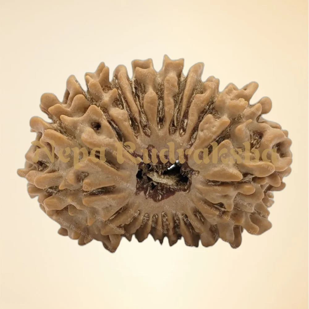 20 Mukhi (Medium - 6306)