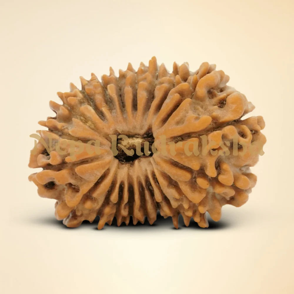 20 Mukhi Rudraksha 29.14mm 6307