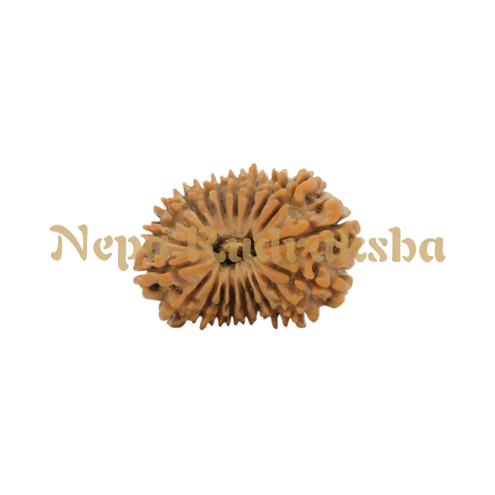 20 Mukhi Rudraksha 29.14mm 6307