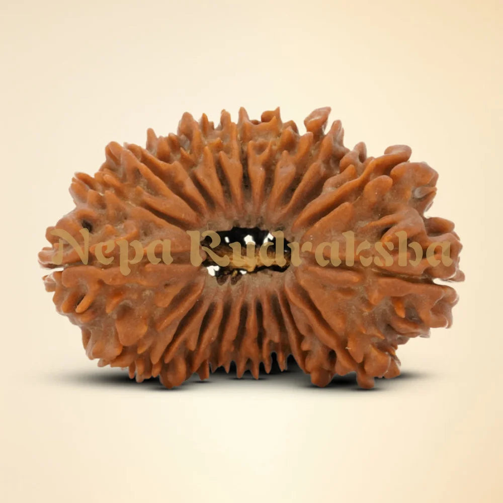 20 Mukhi Rudraksha 34.4mm 2880