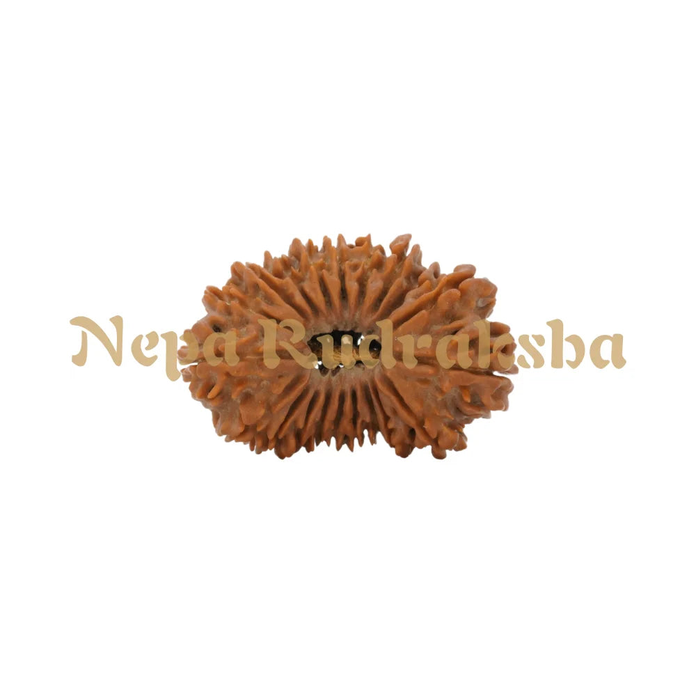 20 Mukhi Rudraksha 34.4Mm 2880