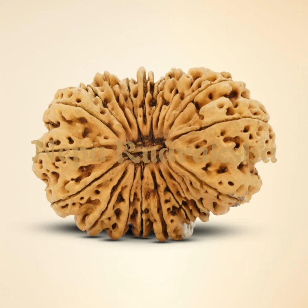 20 Mukhi Rudraksha 38.4mm 6325