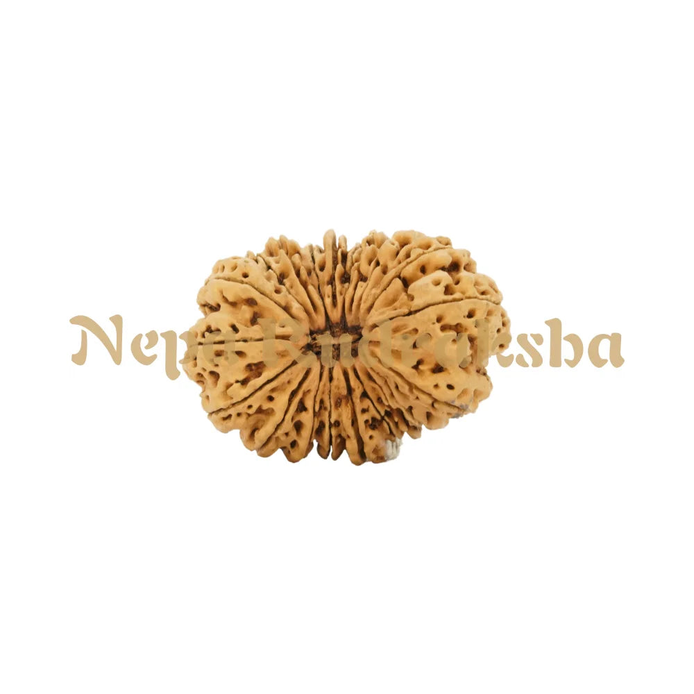 20 Mukhi Rudraksha 38.4mm