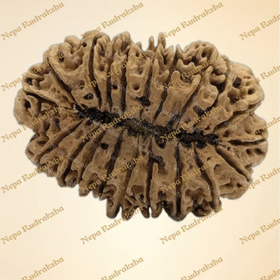 20 Mukhi (Super Collector - 6325)