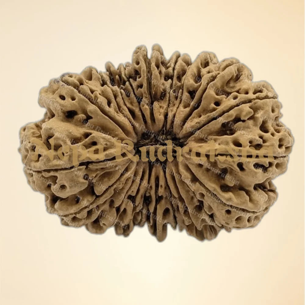 20 Mukhi (Super Collector - 6325)