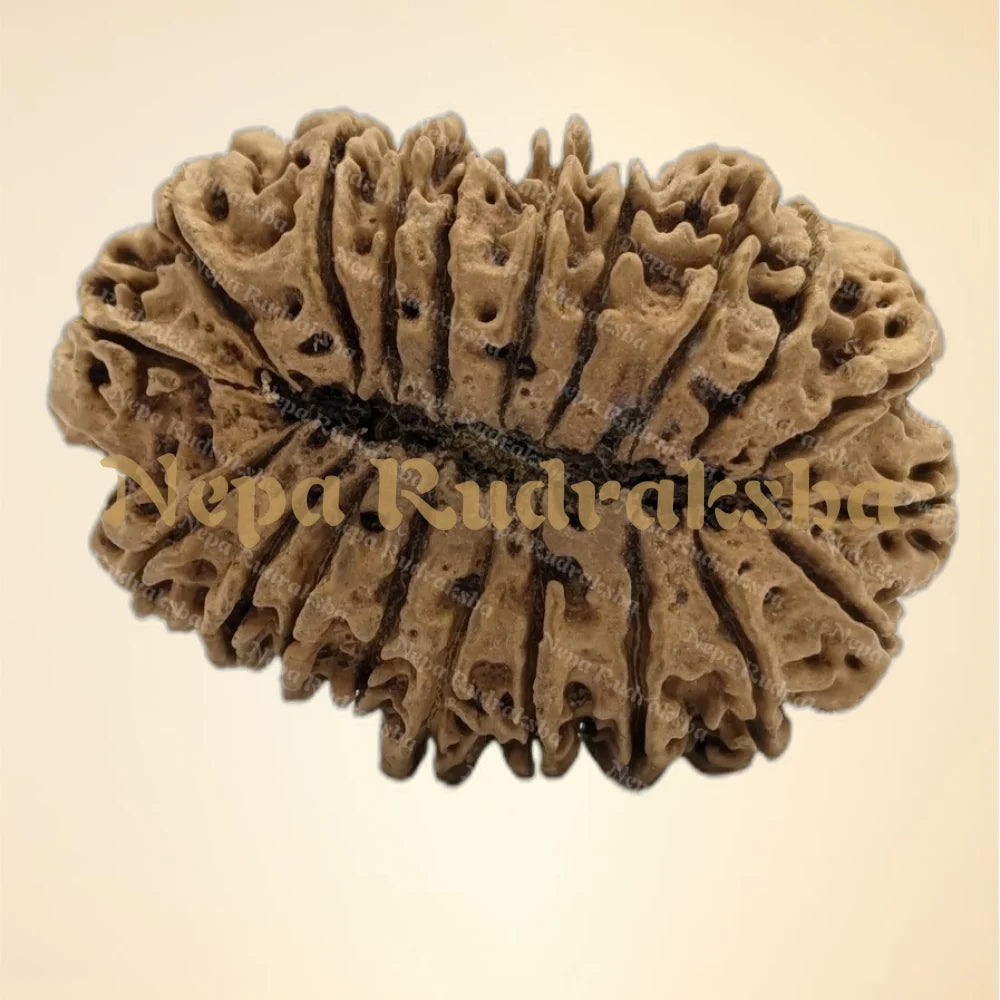 20 Mukhi (Super Collector - 6325)