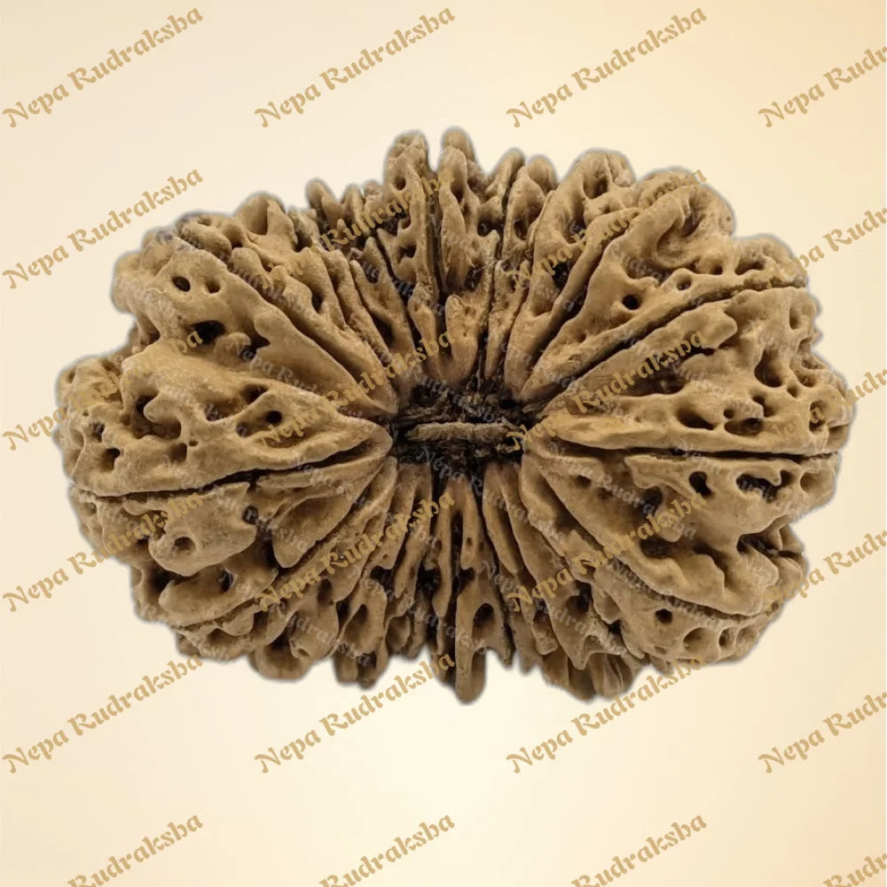 20 Mukhi (Super Collector - 6325)