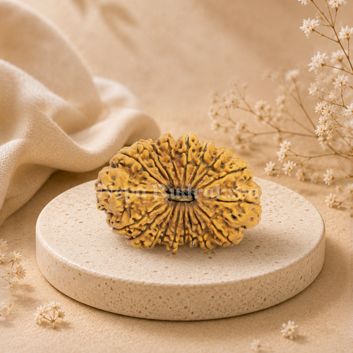 20 Mukhi Rudraksha
