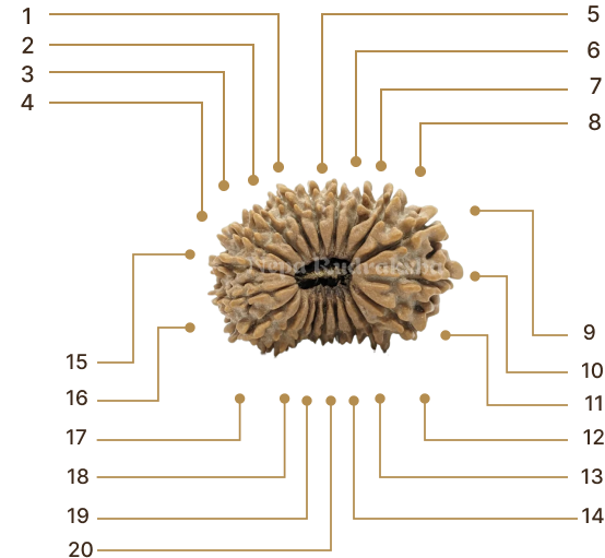 Rudraksha Image