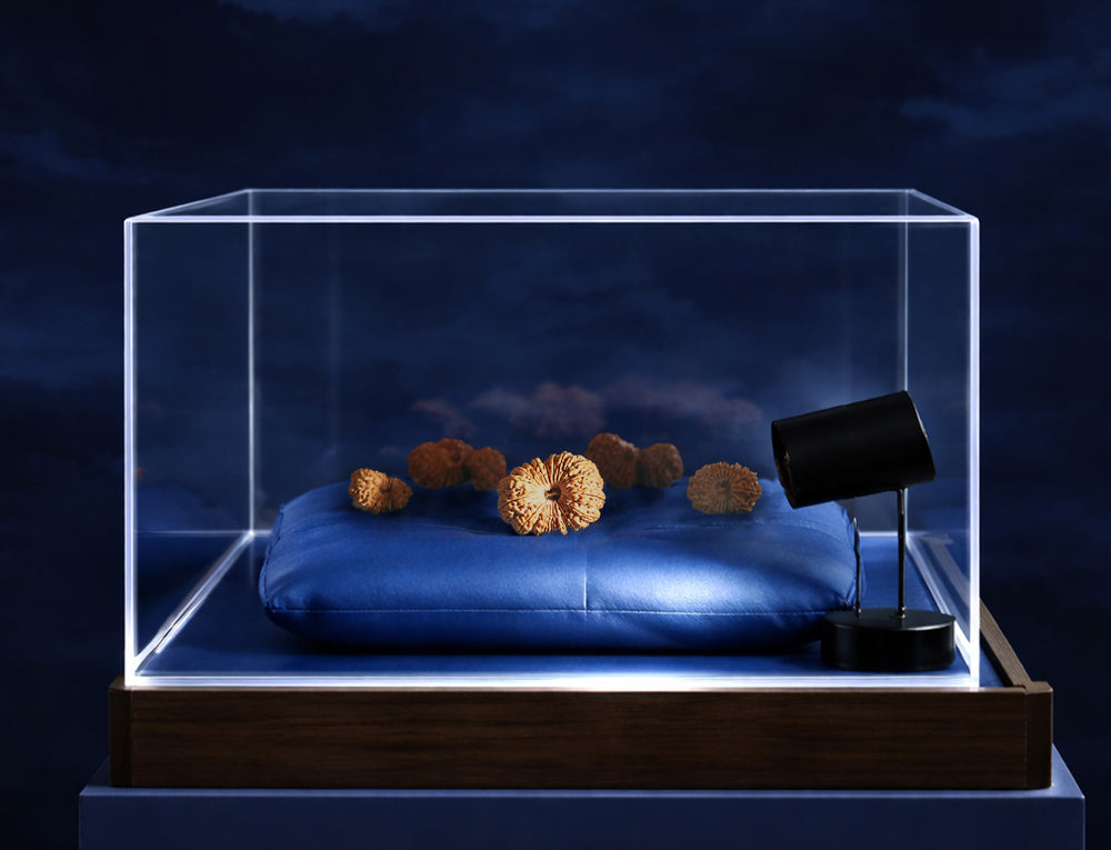 Rare 21–27 Mukhi on Display