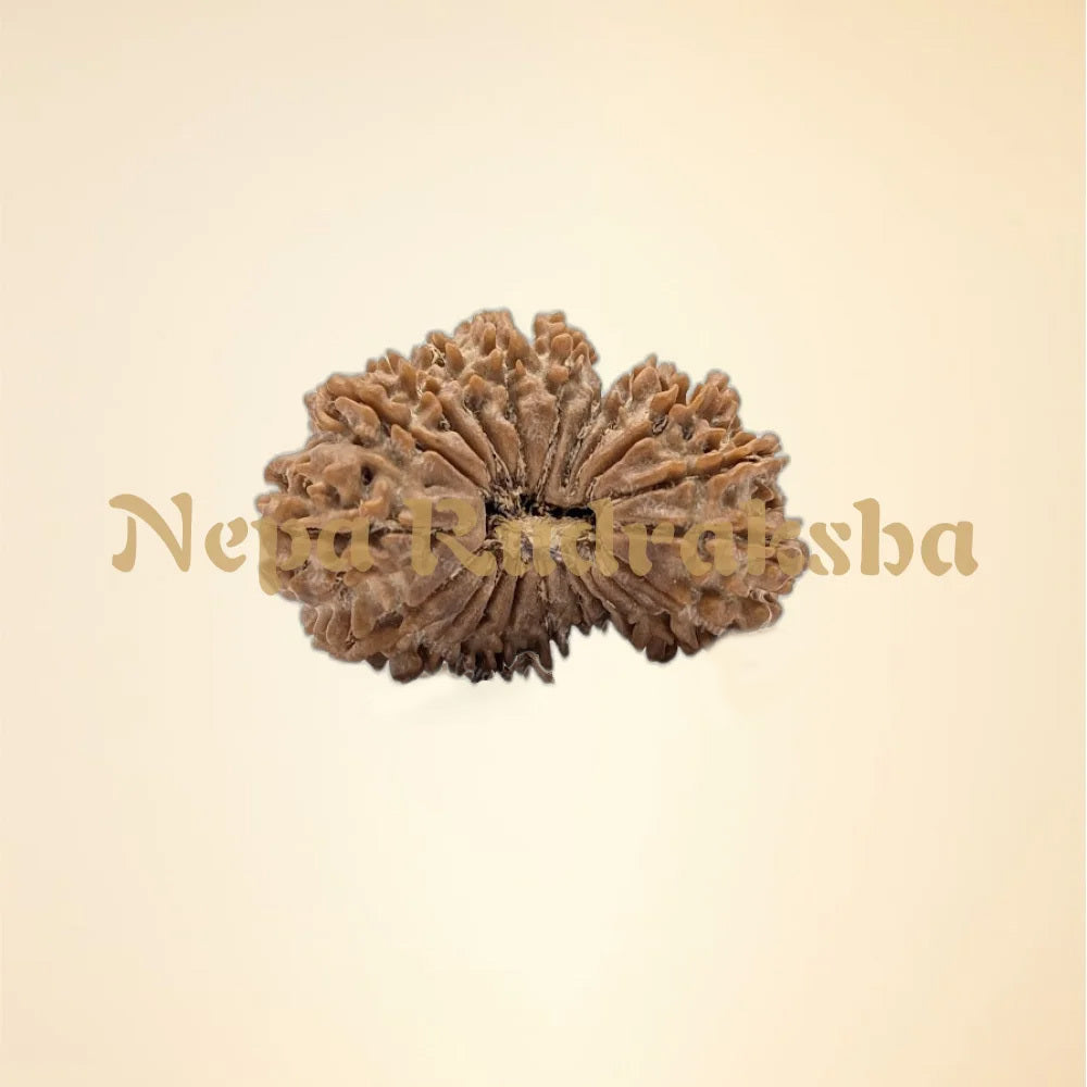 21 Mukhi (Medium - 11141)