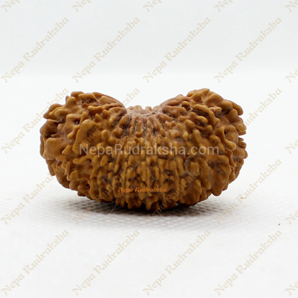 Twenty One Mukhi 33mm