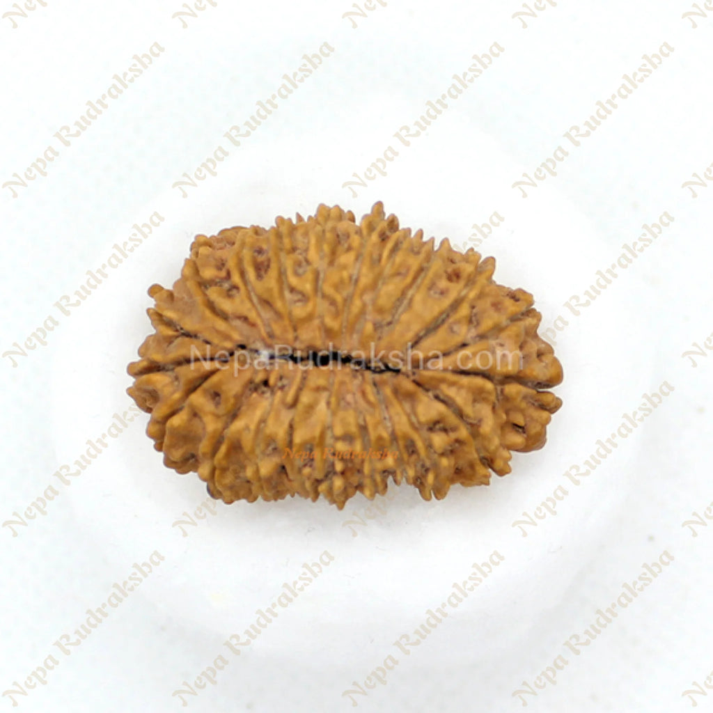 Twenty One Mukhi 33mm