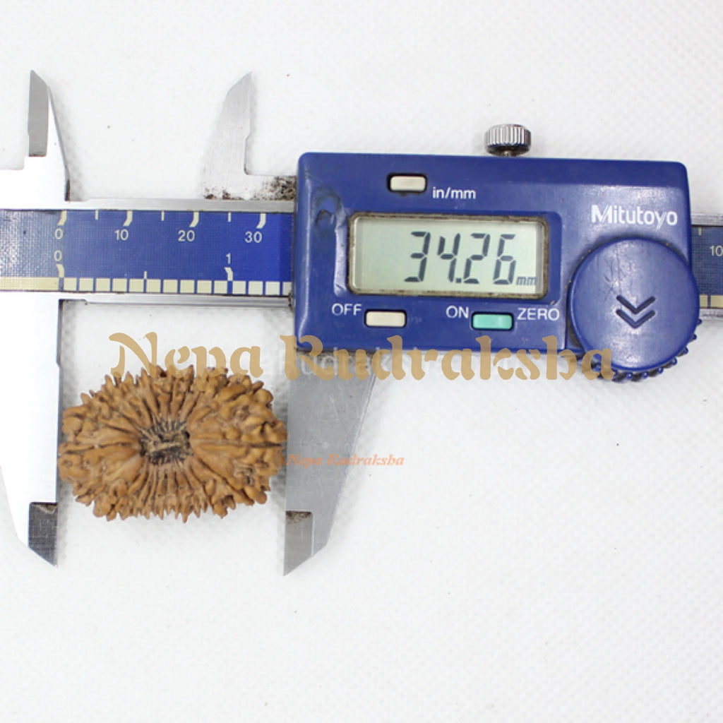 Twenty one Mukhi 34mm