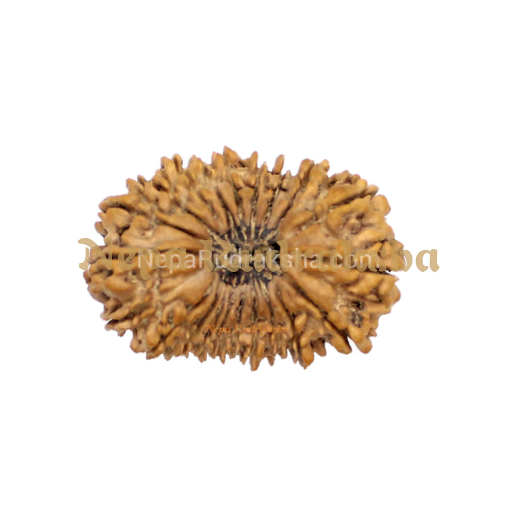 Twenty one Mukhi 34mm