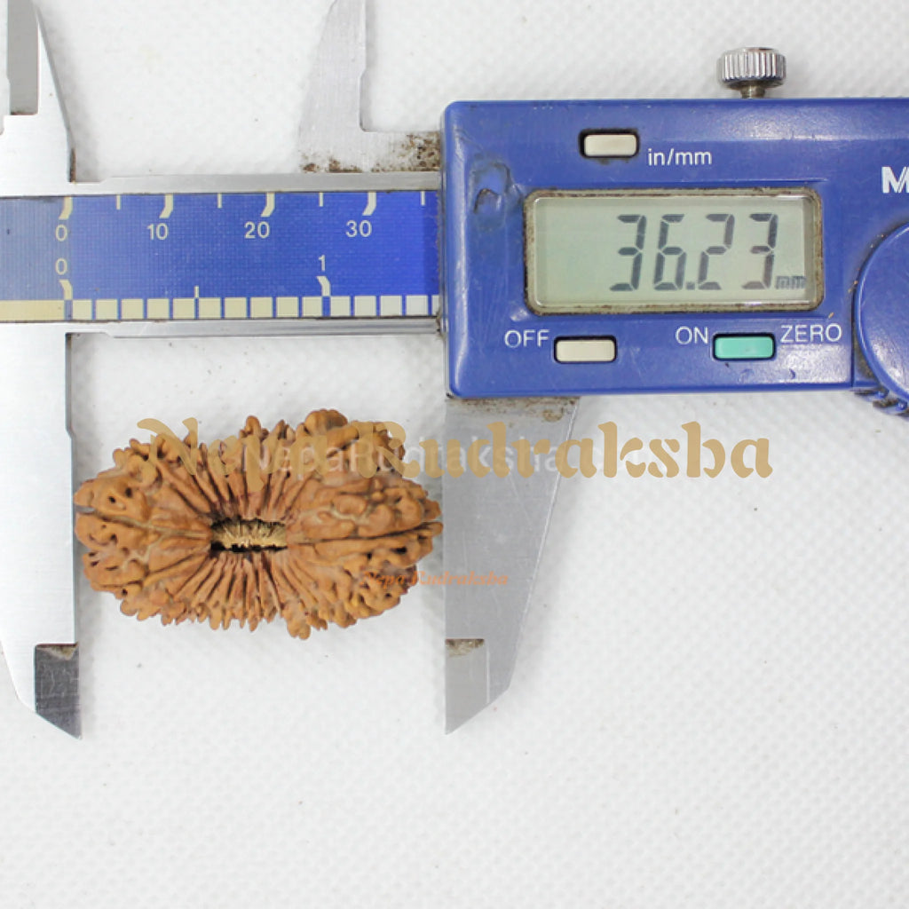 Twenty One Mukhi 36mm