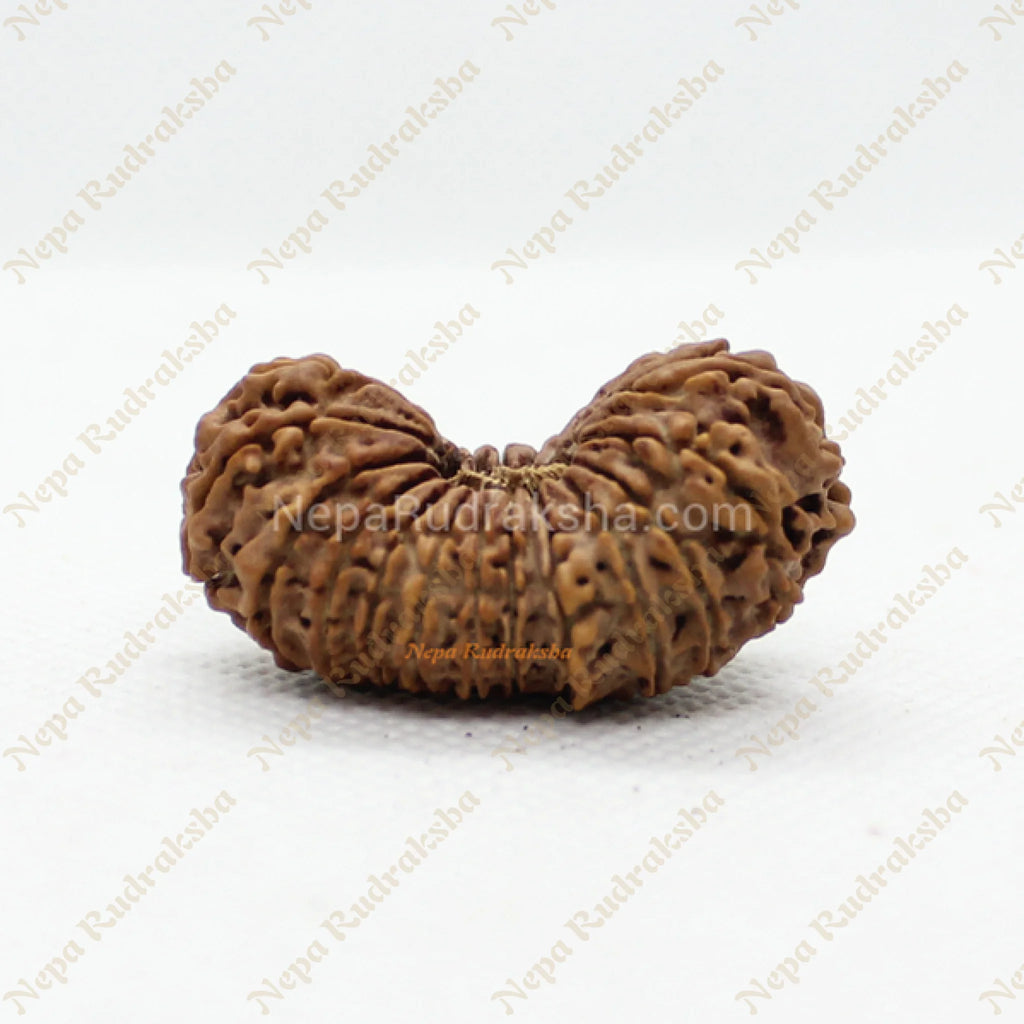 Twenty One Mukhi 36mm