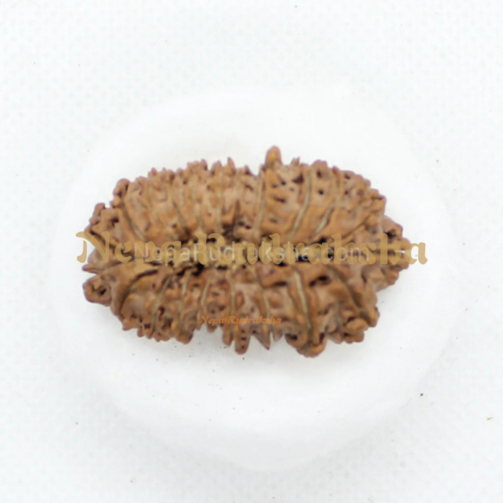 Twenty One Mukhi 36mm