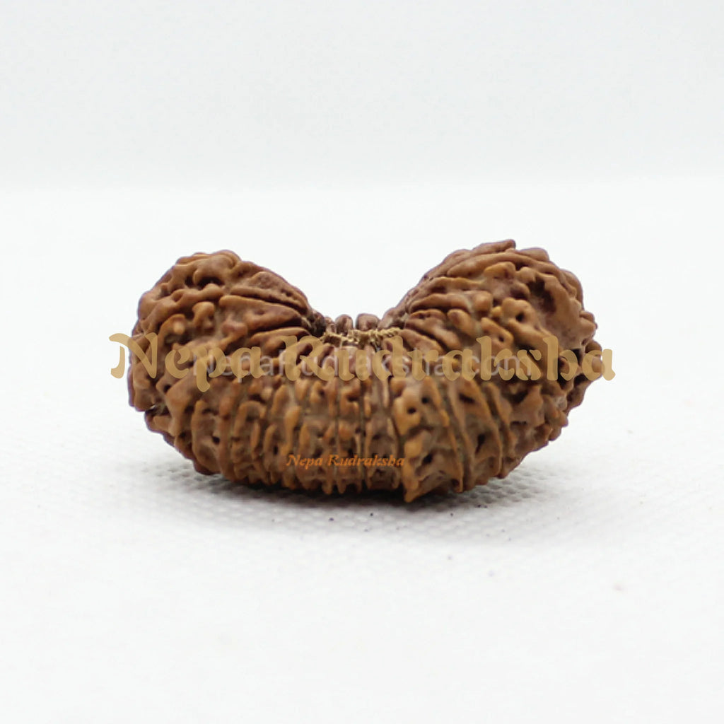 Twenty One Mukhi 36mm