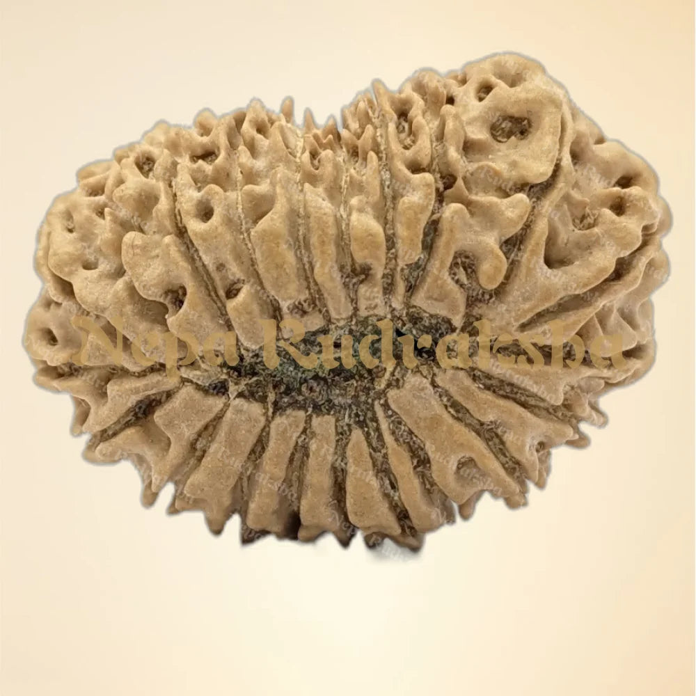 21 Mukhi (Collector - 6316)