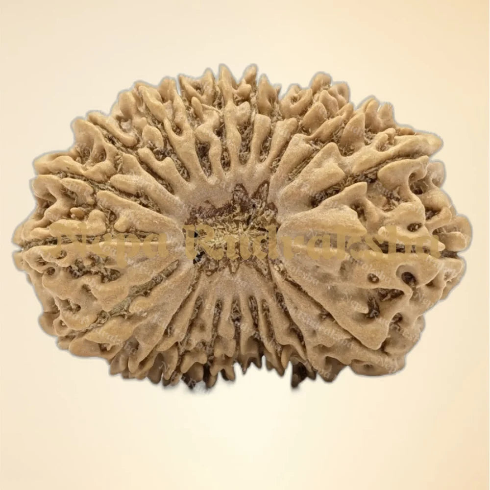 21 Mukhi (Collector - 6316)