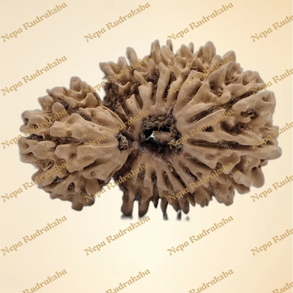 21 Mukhi (Gauri Shankar) (Collector - 6111)