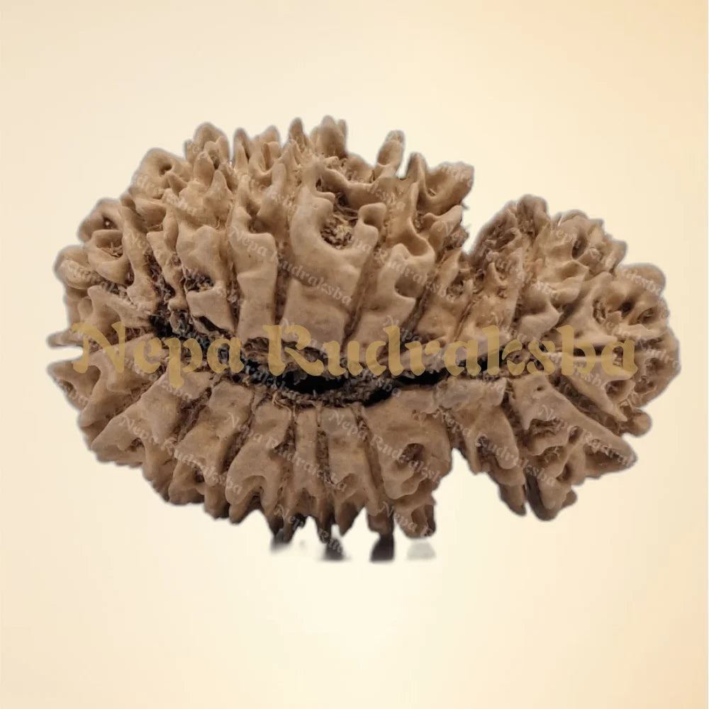 21 Mukhi (Gauri Shankar) (back)