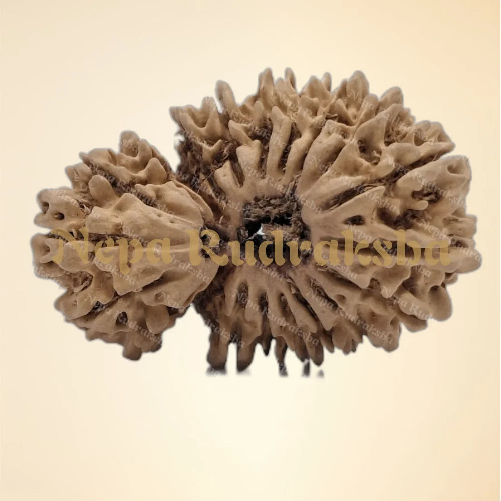 21 Mukhi (Gauri Shankar) (Collector - 6111)