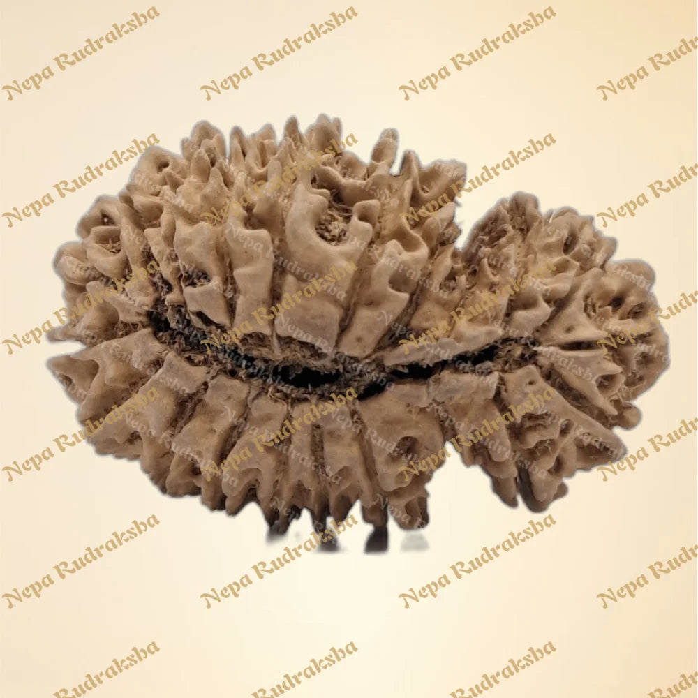 21 Mukhi (Gauri Shankar) (back)