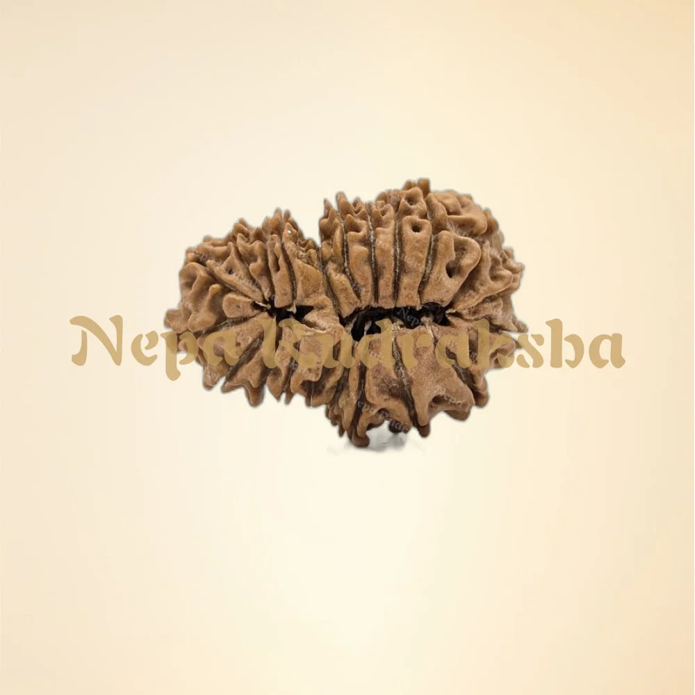 21 Mukhi (Gauri Shankar) (Medium - 11140)