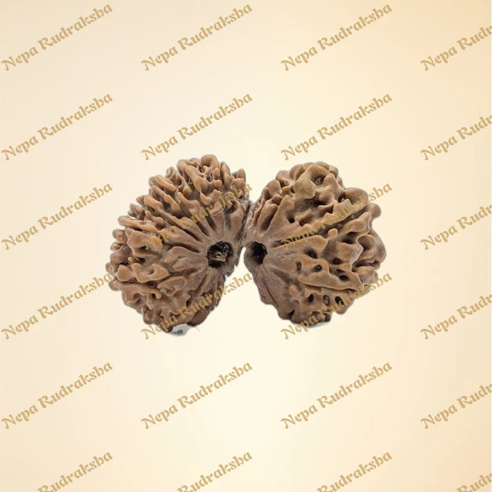 21 Mukhi (Gauri Shankar) (Super Collector - 11132)