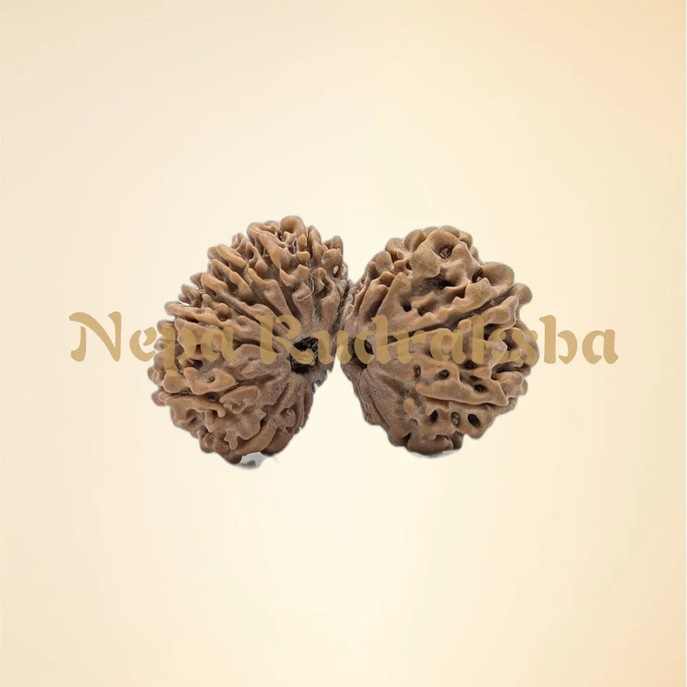 21 Mukhi (Gauri Shankar) (Super Collector - 11132)