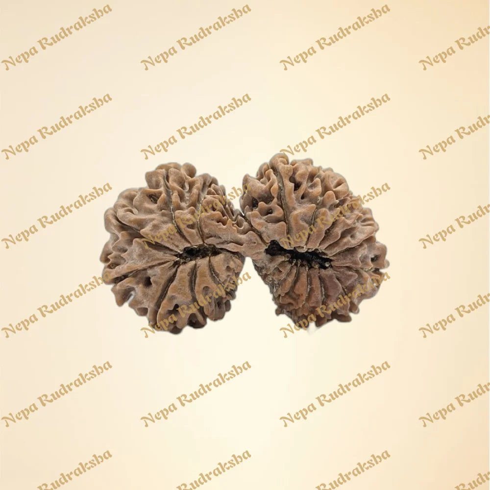 21 Mukhi (Gauri Shankar) (back)