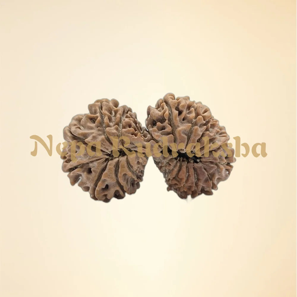 21 Mukhi (Gauri Shankar) (back)