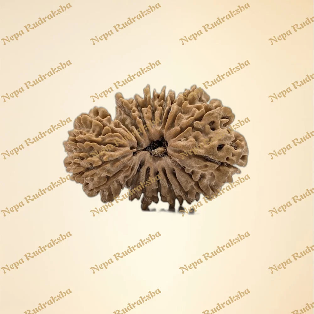 21 Mukhi (Gauri Shankar) (Super Collector - 11139)