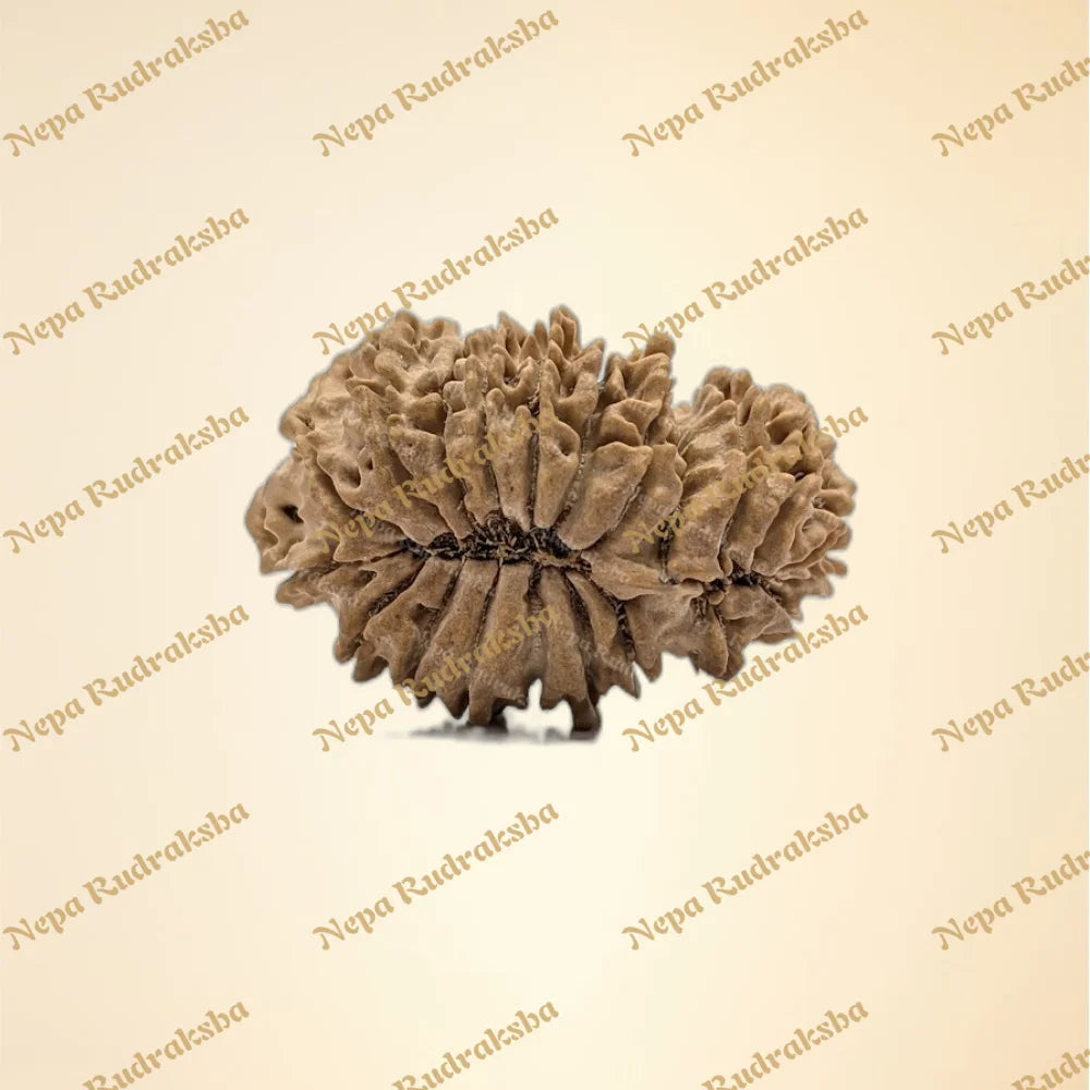 21 Mukhi (Gauri Shankar) (back)