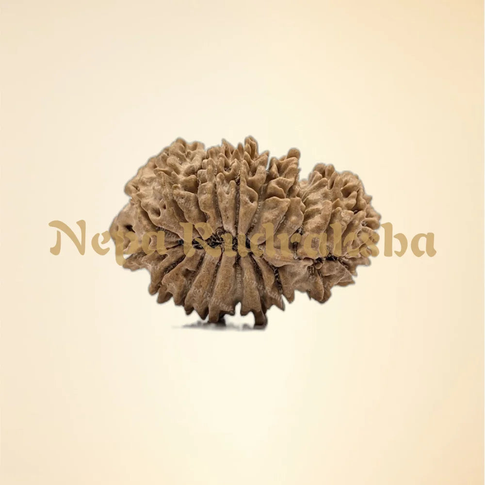 21 Mukhi (Gauri Shankar) (back)