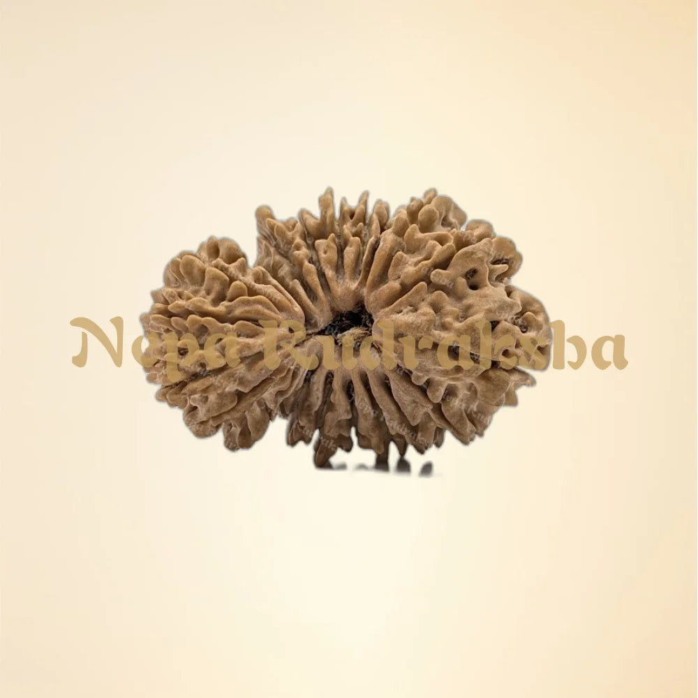 21 Mukhi (Gauri Shankar) (Super Collector - 11139)