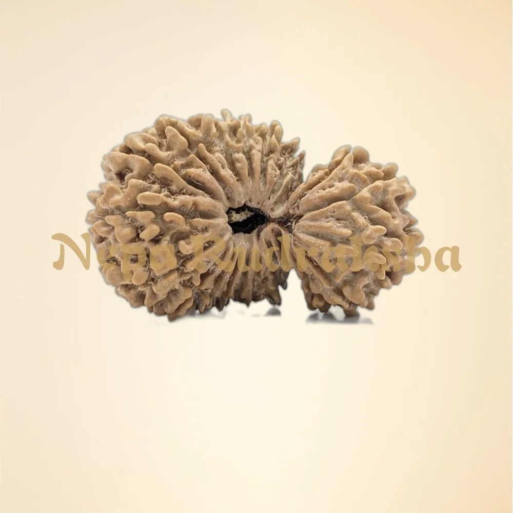 21 Mukhi (Gauri Shankar) (Super Collector - 11146)