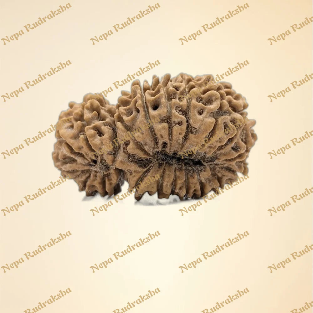 21 Mukhi (Gauri Shankar) (back)