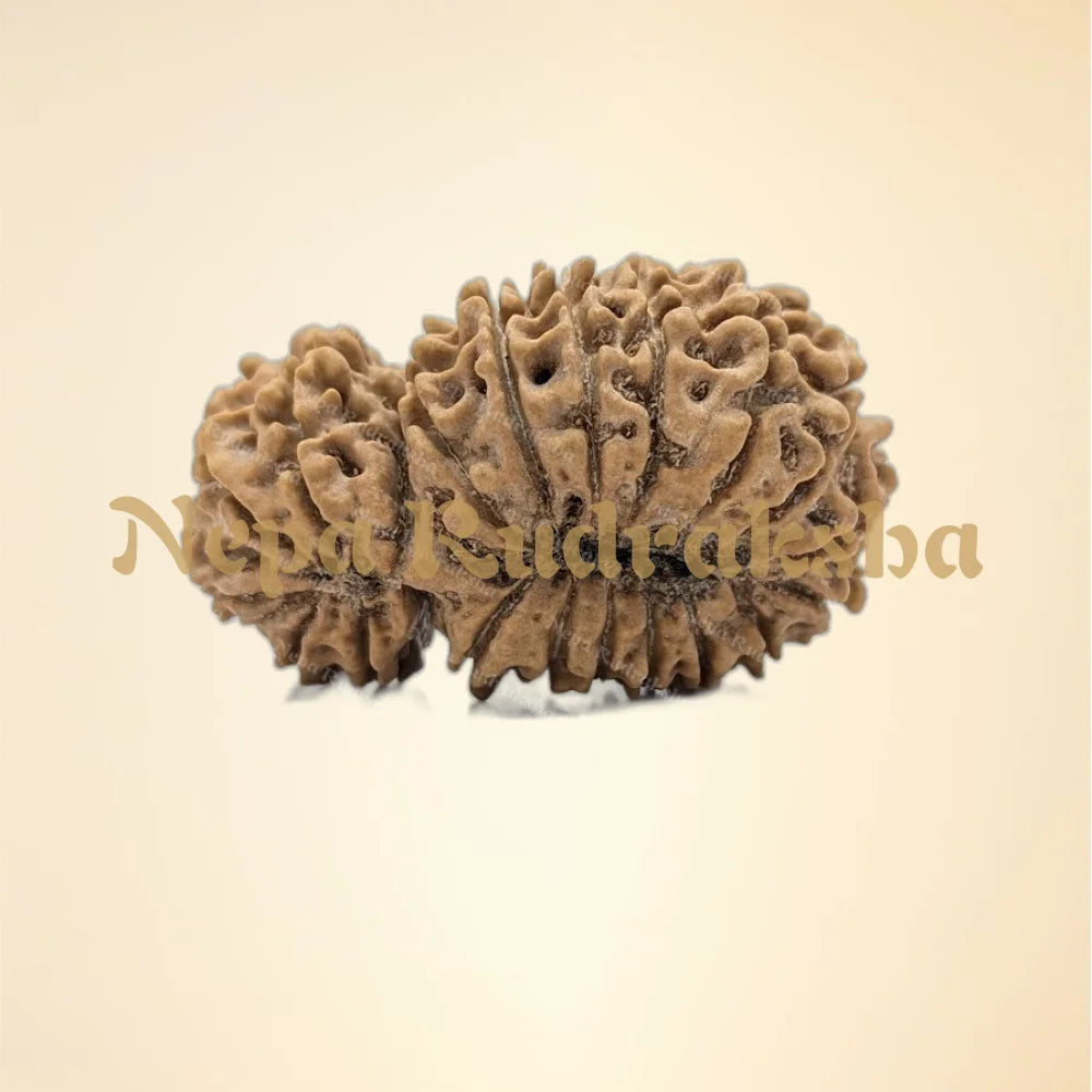 21 Mukhi (Gauri Shankar) (back)